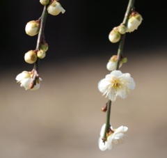 春の白梅