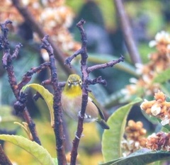 庭に来た野鳥　1