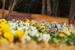 この道は、花畑へ