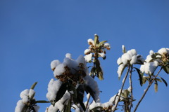 青空に雪