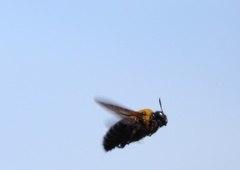 蜂