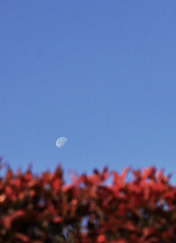 紅葉とお月様