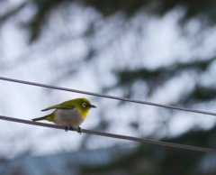 電線にメジロ