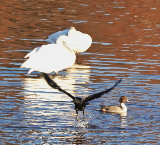 黒鳥さん、お呼びでは無いよ。
