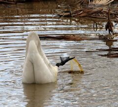何かあるのかな。