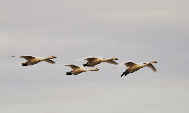 エサ場へ向う白鳥