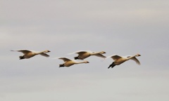 エサ場へ向う白鳥