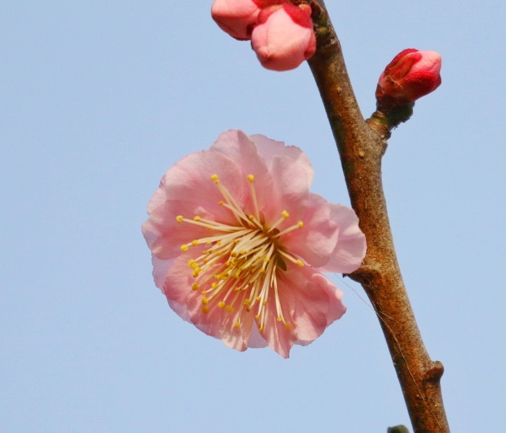 梅の花