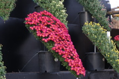 菊祭り1