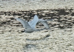 スレスレを飛ぶ白鳥