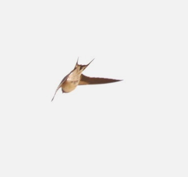 春風に乗って　2