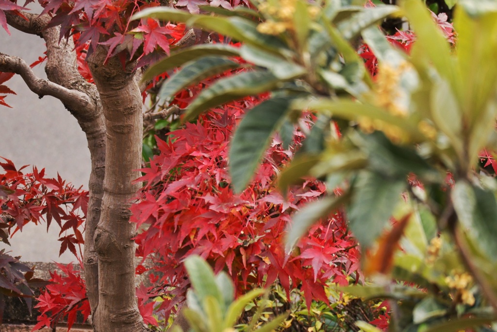 やっと色付きました。