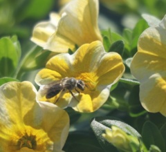 花に蜂