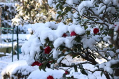 雪の中の椿