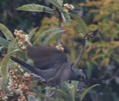 う、あれは何だ。