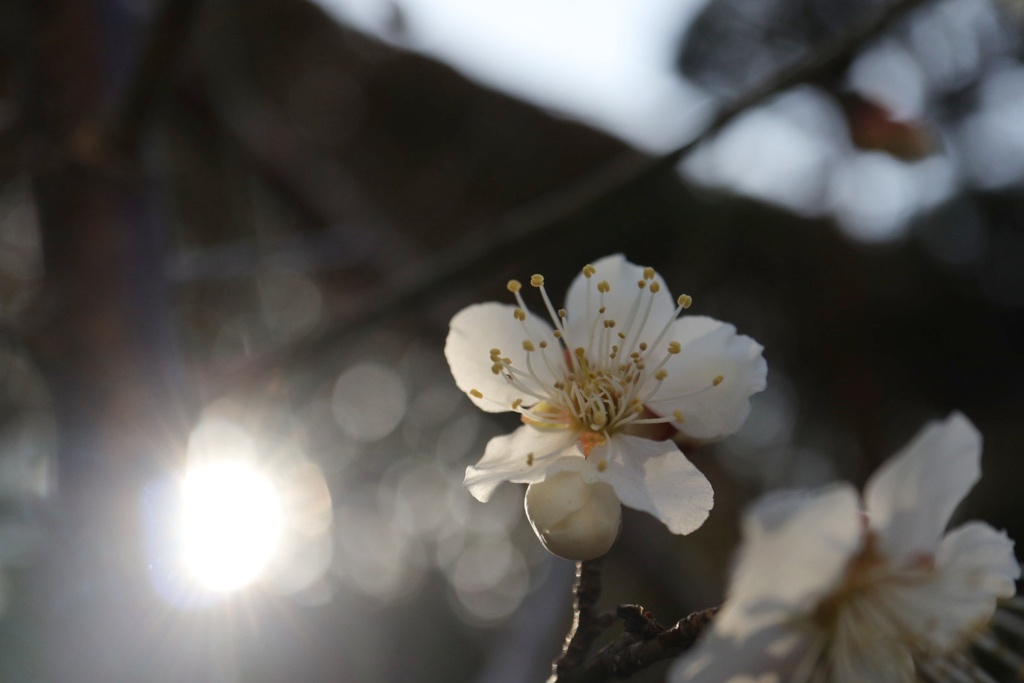 朝日を浴びる白梅