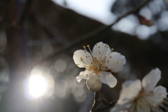 朝日を浴びる白梅