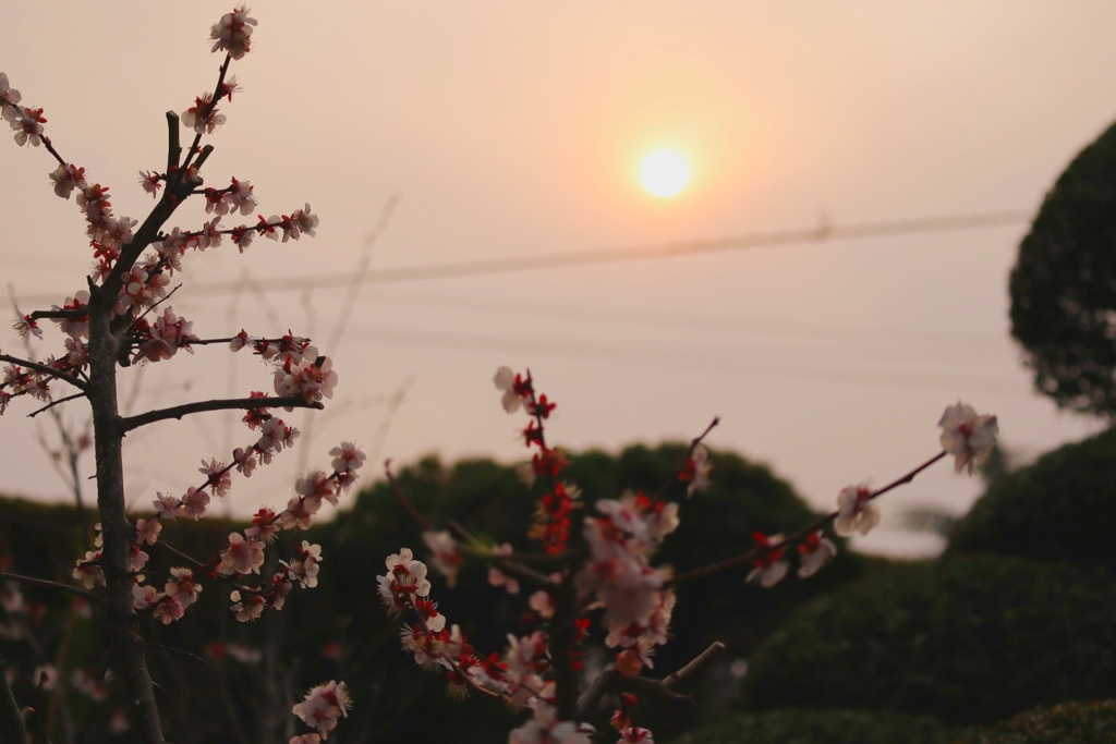 太陽と梅の花のコラボ