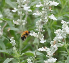 ここの蜜、美味しい