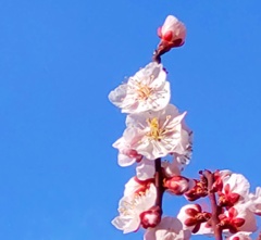 青空へ