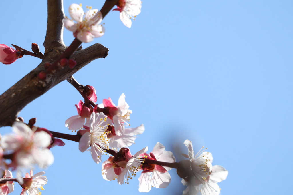 桜と思いきや梅の花でした。