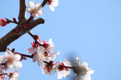 桜と思いきや梅の花でした。