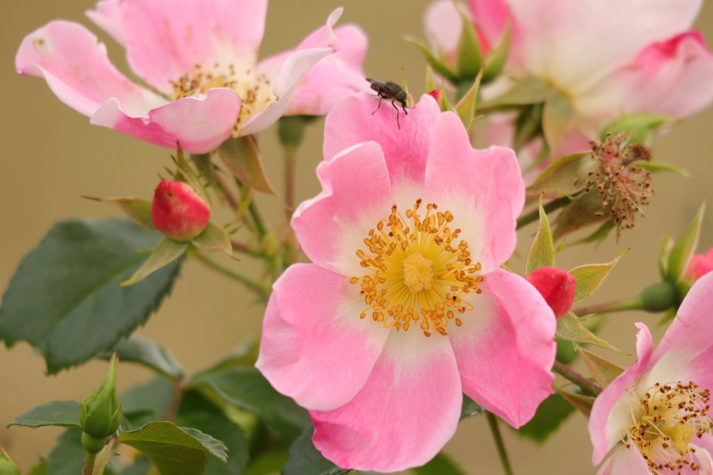 ピンクの花と小さな虫