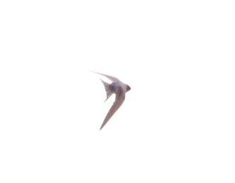 春風に乗ってツバメが…