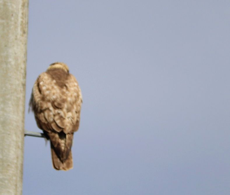 後ろ姿、いいでしょ。