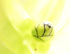 蕾
