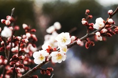 白梅の春