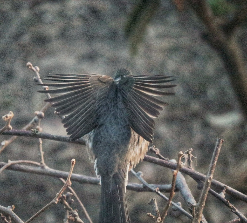 さぁー飛ぼうかな