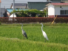 安全な距離