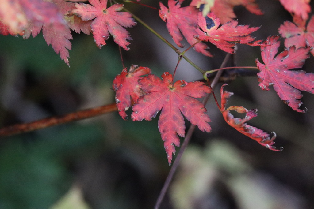 紅葉