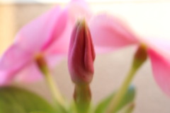 今日の写真26〜3