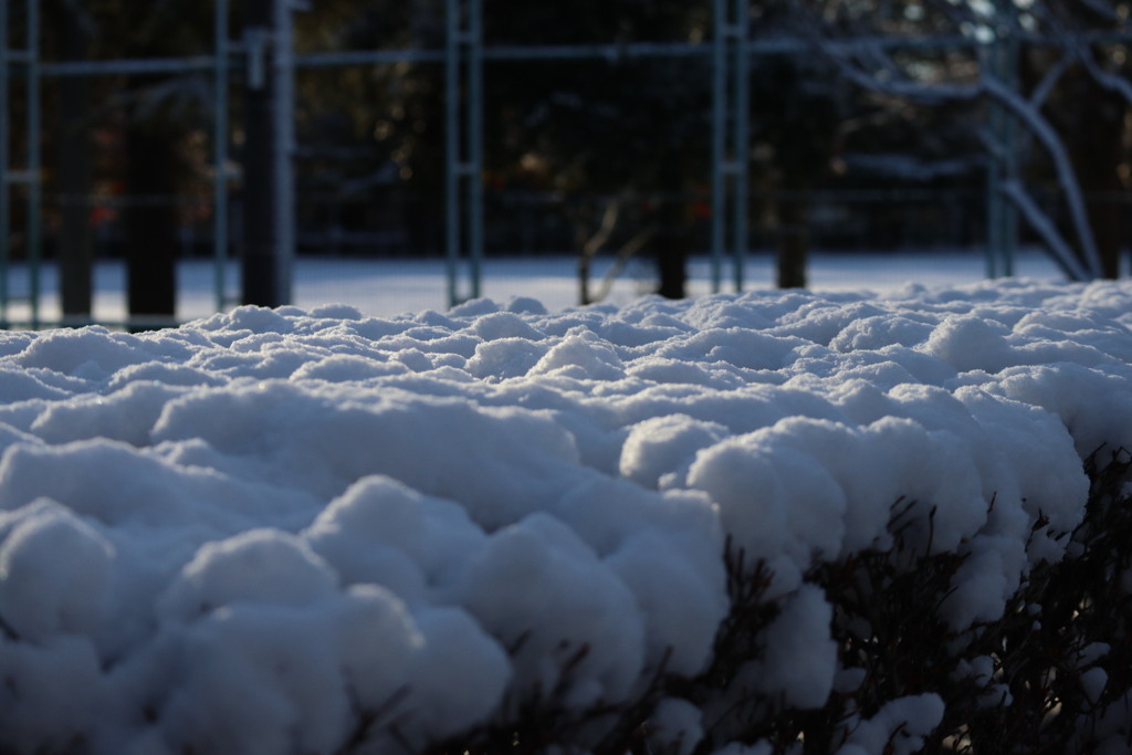 雪　積もった。
