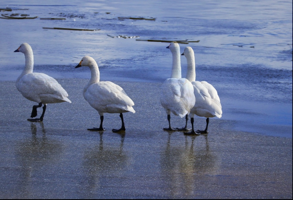 氷上を皆で散歩