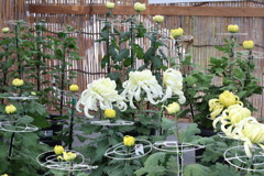 菊祭り　4