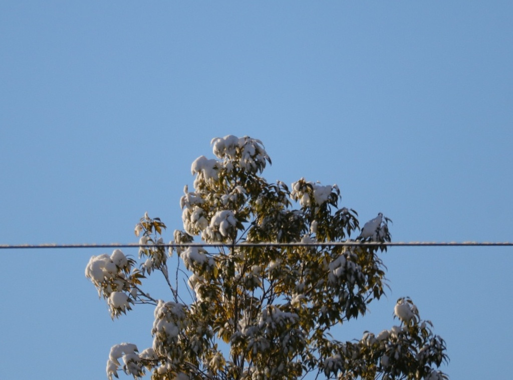 雪の花