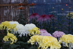 菊祭り　5