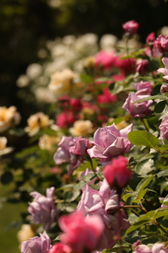 カラフルな薔薇