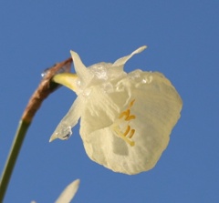 水も滴るいいスイセン