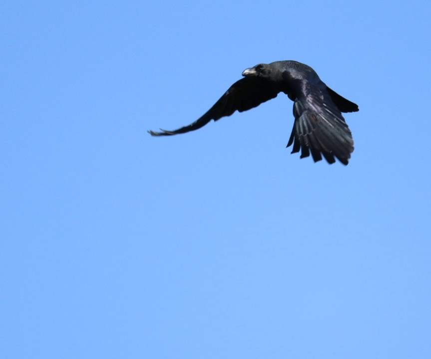 久しぶりのカラス