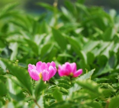 芍薬