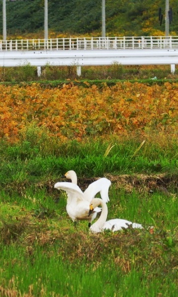 羽を休める白鳥夫婦