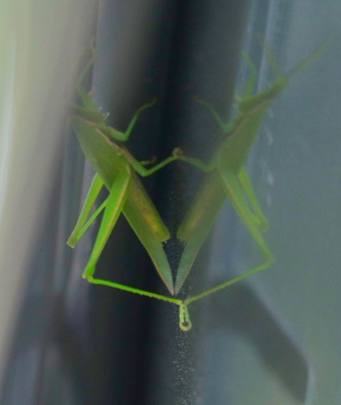 バッタ撮れた。