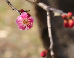 紅梅その2