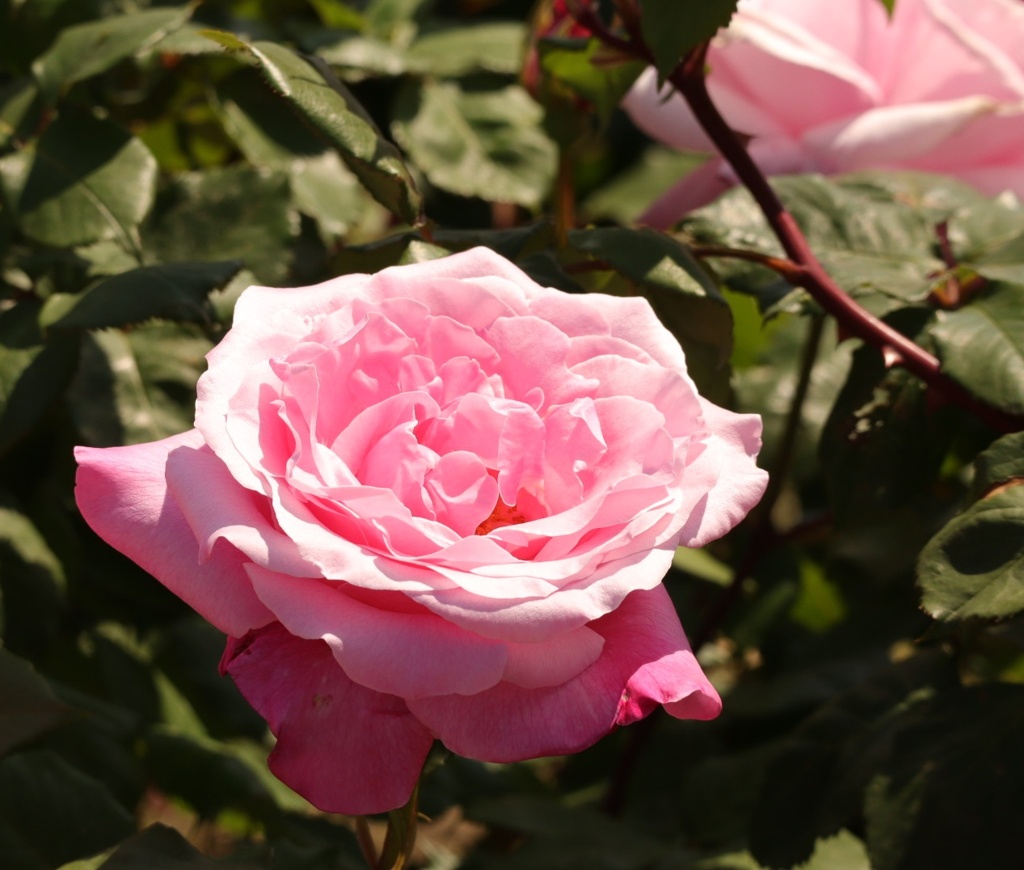 薔薇