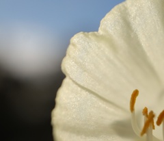 朝日を浴びた花