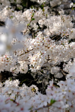 砧公園の桜